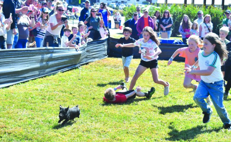 File photo/Megan Horn/The Clayton Tribune. Greased pig chases are among the fun activities for children at this weekend's Foxfire Mountaineer Festival.