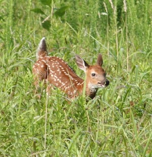 Photo from Ga. DNR Wildlife Resources Division website/Steve Kyle. 