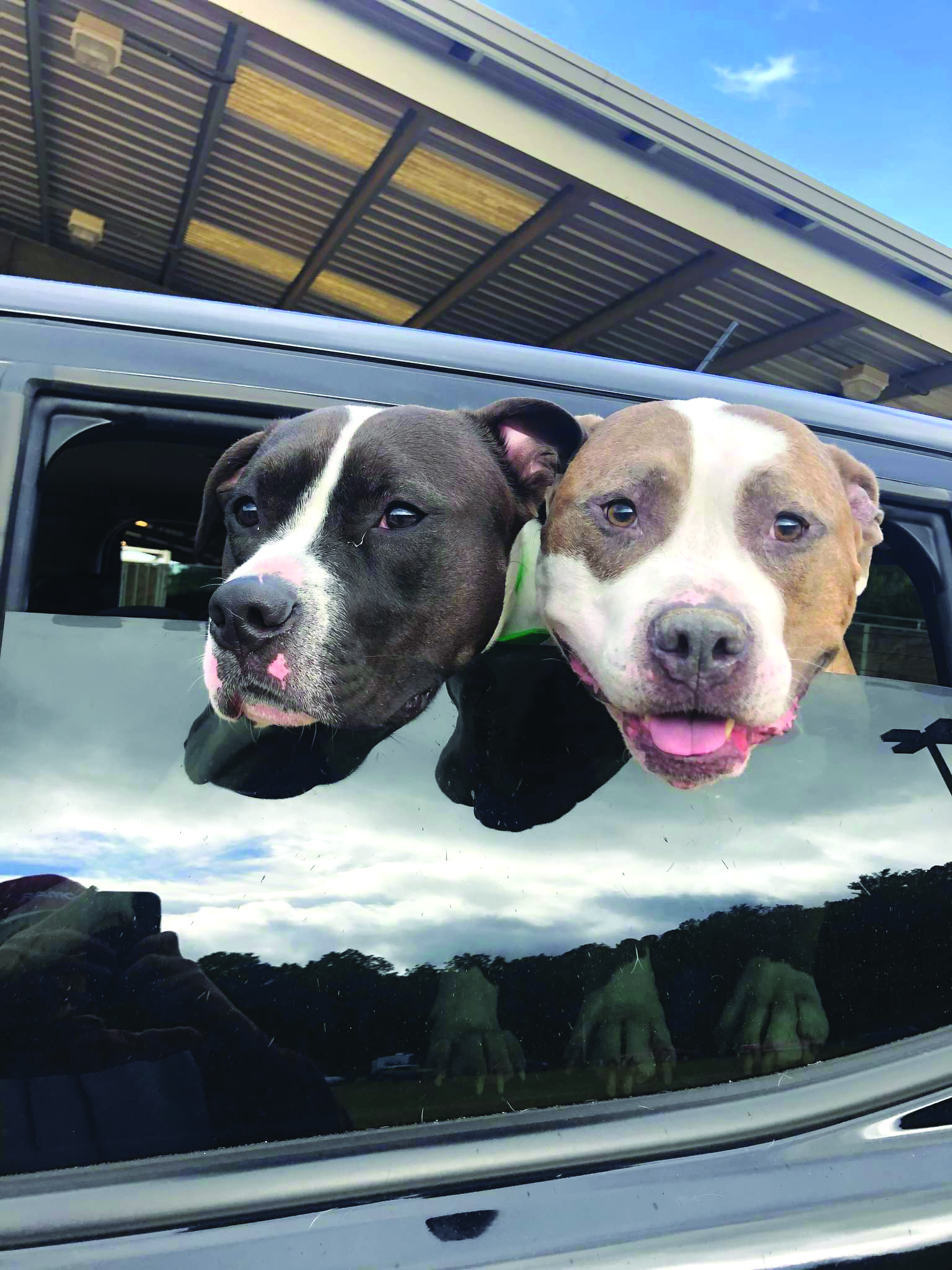 Photo courtesy of Everett Lampros/Rabun Paws 4 Life. These two joined hundreds of animals n receiving vaccinations at the Paws 4 Life event.