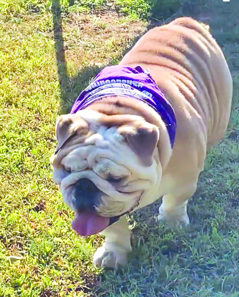 Hank (Human Companion Bettina Justice)