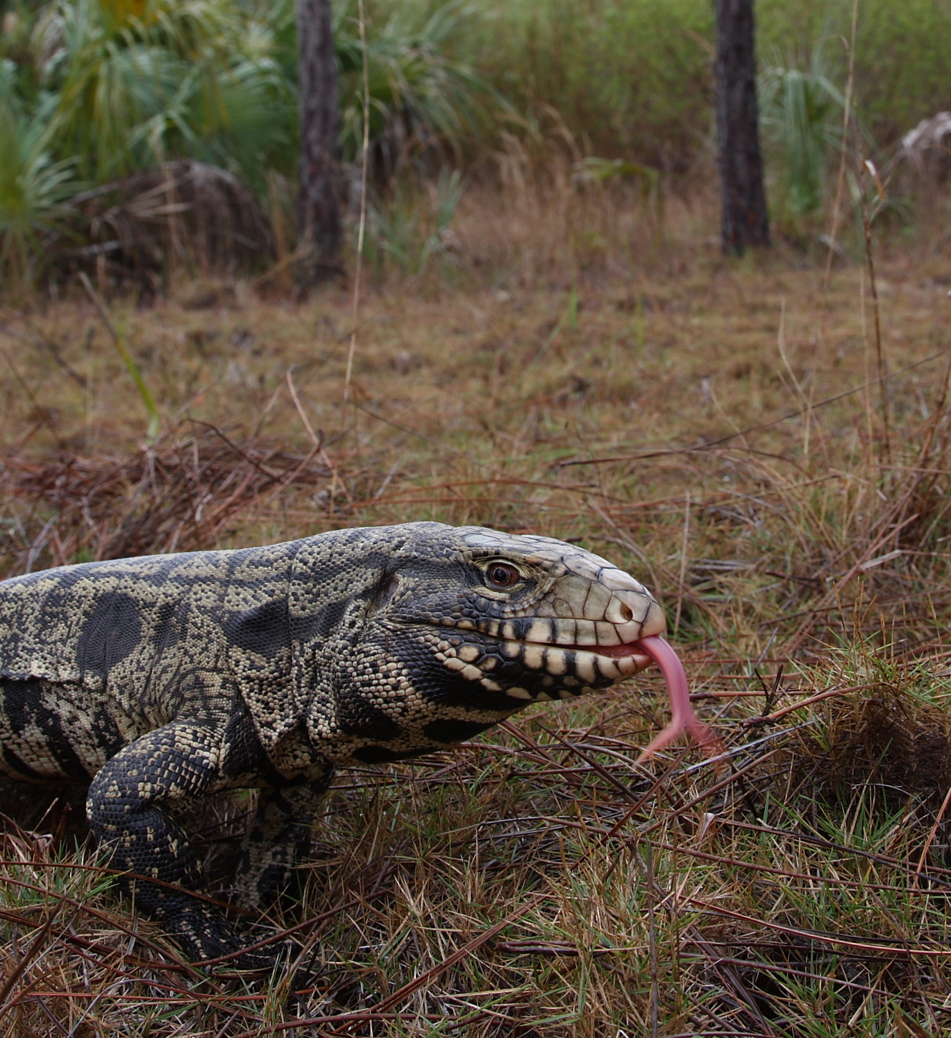 What Lies Ahead for Wildlife Management