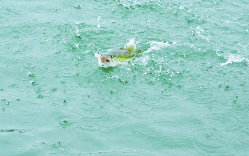 A fish is reeled in by fishing guide Josh Fowler. PHOTO/MICHAEL ISOM