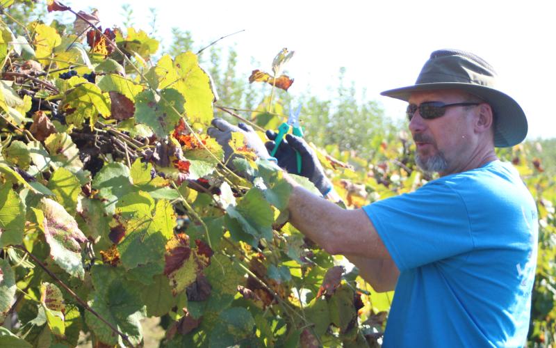 Larry Morgan picks grape clusters for The Food Bank of Northeast Georgia at a farm in Tiger last Saturday at a Harvest of Hope retreat held by the Society of St. Andrew.