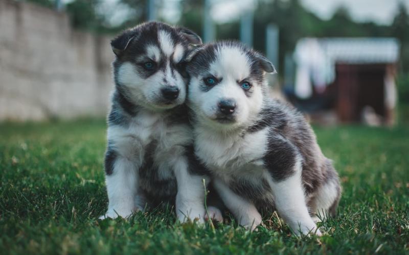 Dillard set to begin enforcing new animal control ordinance