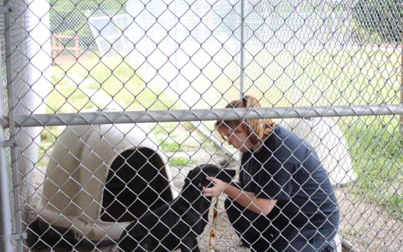 Megan Broome/The Clayton Tribune. Paws 4 Life Humane Shelter volunteer Kylie Wells cares for Bernie, a stray animal housed at Paws, on Tuesday.