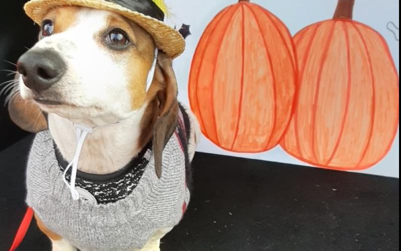 Photo courtesy Rabun County Parks and Recreation. Ozzy was voted Best Pet.