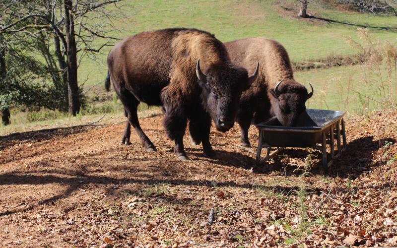 Megan Broome/The Clayton Tribune.Bison owned by Mary Serra and Mike English feed and roam on a 48-acre farm off of Persimmon Rd. in the countryside of Rabun County. Owners Serra and English call it “Tallulah Bison Ranch.”