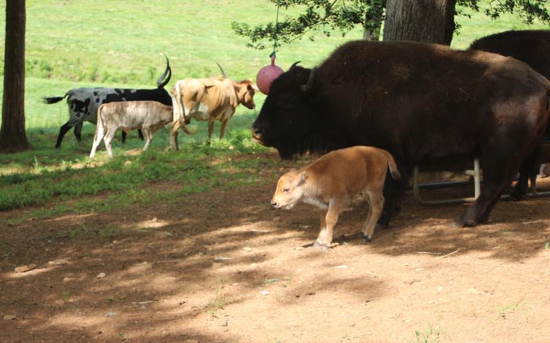 Megan Broome/The Clayton Tribune. Mary Serra and Mike English of the Persimmon community welcomed a newborn calf, named “Chase Elliott,” to their farm when five missing bison were located and herded back to the pasture after they wandered off for 12 days. The bison were found at Badger Rd., about two miles from their home on Dandelion Lane.