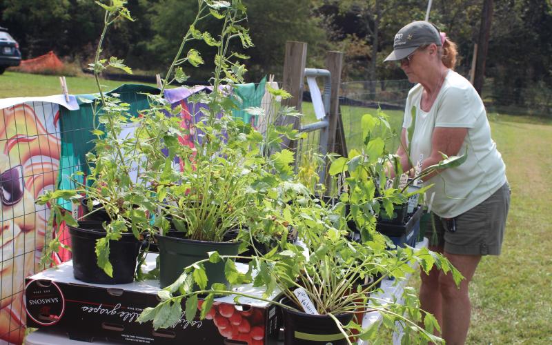 Megan Broome/The Clayton Tribune. Luela Stroeuel from Blairsville looks for plants at the Old School Garden's fall plant sale last Saturday.