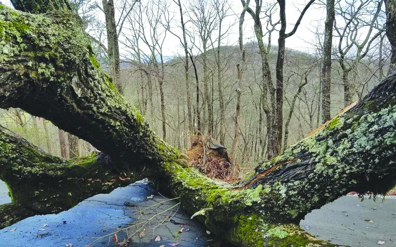 Photo courtesy of Patrick Gillilan. Roads were blocked by blocked by large tree trunks like this one on Screamer Drive.