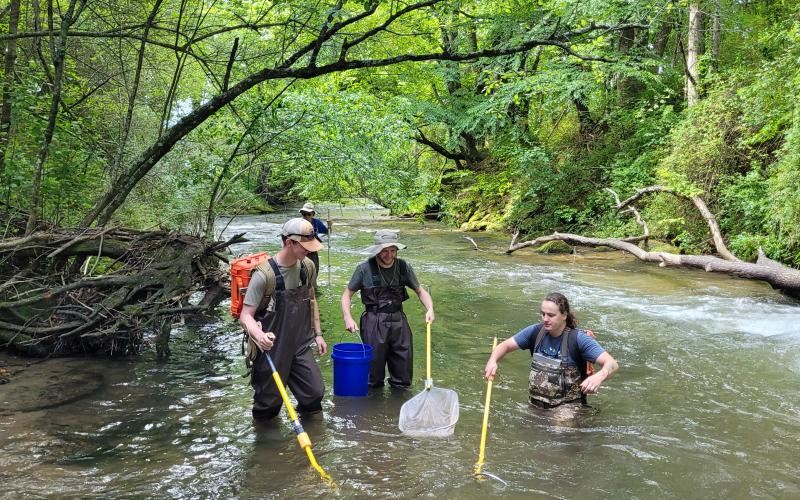 Megan Broome/The Clayton Tribune. Western Carolina University students work with Dr. Bill McLarney, aquatic conservation biologist with Mainspring Conservation Trust, and Dr. Keith Gibbs, assistant professor at Western Carolina University for the College of Arts and Sciences, Geosciences and Natural Resources, to complete fish biomonitoring at Bettys Creek in Dillard June 3.