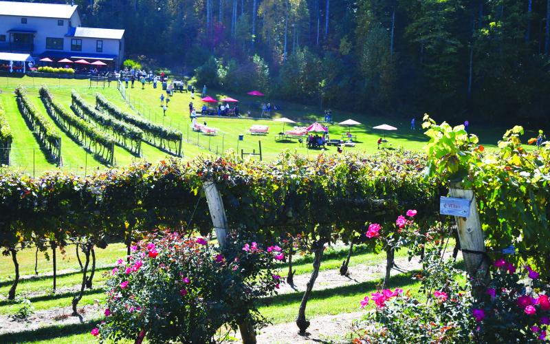 Enoch Autry/The Clayton Tribune.  The vineyards offered a scenic view to those who attended the annual event.