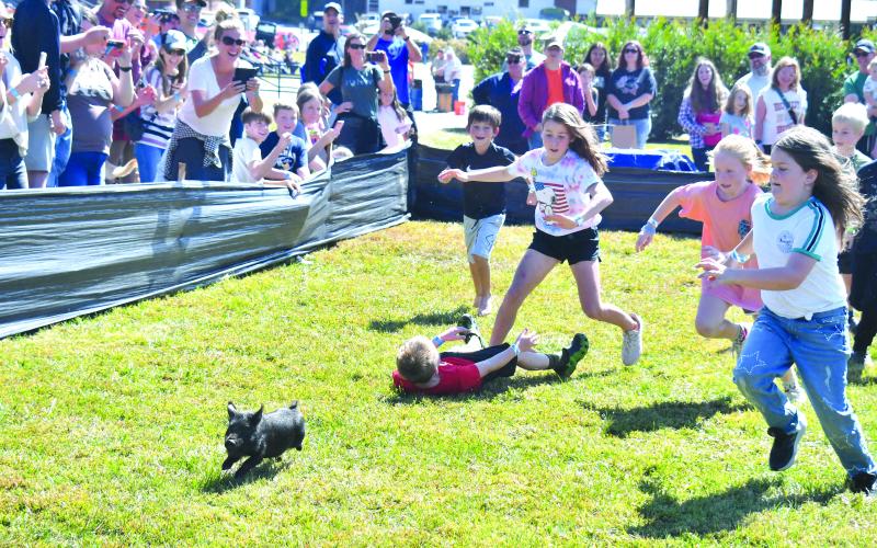 Megan Broome/The Clayton Tribune. The greased pig chases brought fun for kids of many ages and the 8-10-year-old group had the opportunity to catch the pig at the Foxfire Mountaineer Festival Oct. 8. Camden Nichols, 8, fell down only to get back up and win the chase by catching the little swine first.