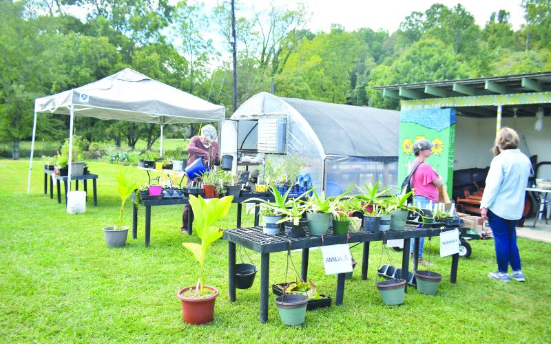 Megan Broome/The Clayton Tribune. The Old School Garden at the Clayton City Hall Complex grounds off of Highway 76 hosts its fall plant sale on Oct. 1 as plenty of healthy and colorful plant were on display.
