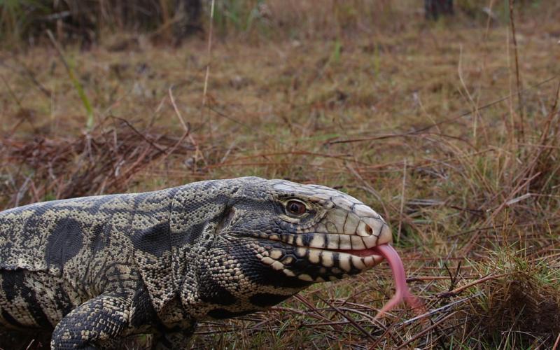Photo courtesy of Dustin Smith. An Argentine black and white tegu (seen above) is among the wild animals that have a year to meet most of the DNR requirements.