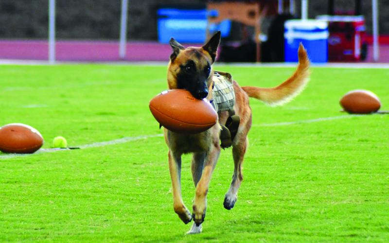 Enoch Autry/The Clayton Tribune. Back in August 2022 prior to the start of the home Rabun County High School football game, handler Deputy Eric McKinney threw K9 Bo’s yellow tennis ball onto the field. The beloved canine ran to swoop up his ball but instead opted for one of the nearby pregame practice balls. Here Bo is seen trotting off with his prized find.
