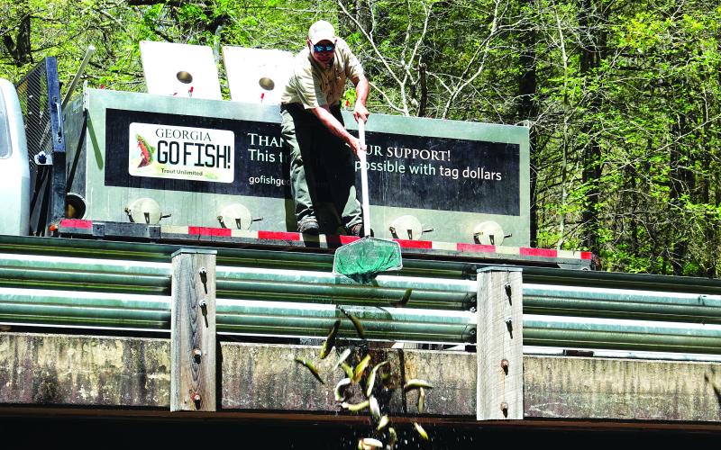 Submitted photo. A Georgia Department of Natural Resources worker from the top of a bridge in Rabun County. From Monday, April 3 to Thursday, April 6, the DNR stocked 60 water bodies, primarily in the Northeast Georgia region.