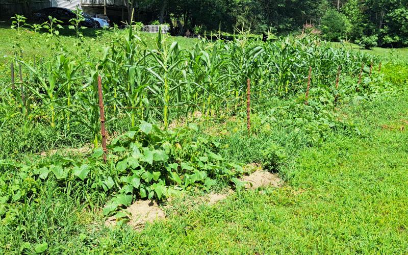 Megan Horn/The Clayton Tribune. The vegetables in Joey Davenport’s local garden are growing very well.