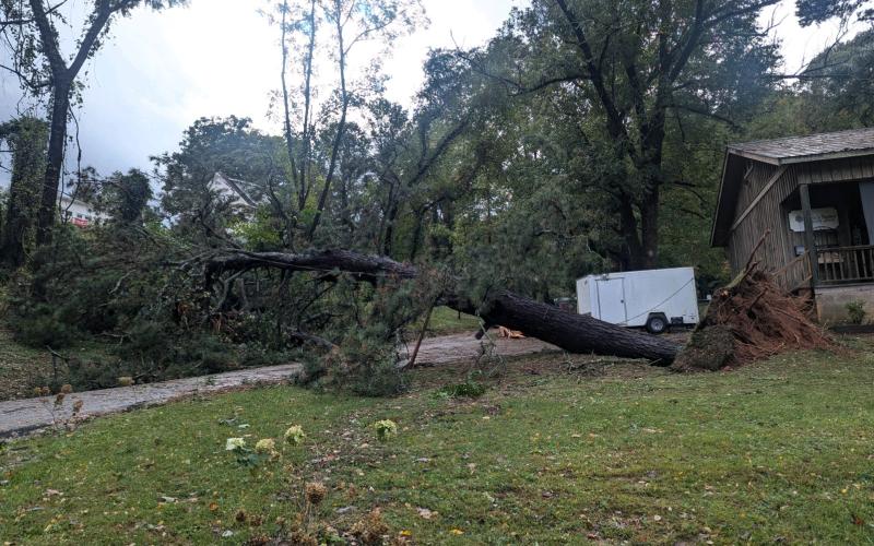 Debbie Martin/The Clayton Tribune. Hurricane Helene caused many downed trees resulting in power and communication outages county-wide in Rabun. This uprooted tree fell on Church Street in Clayton during the storm.