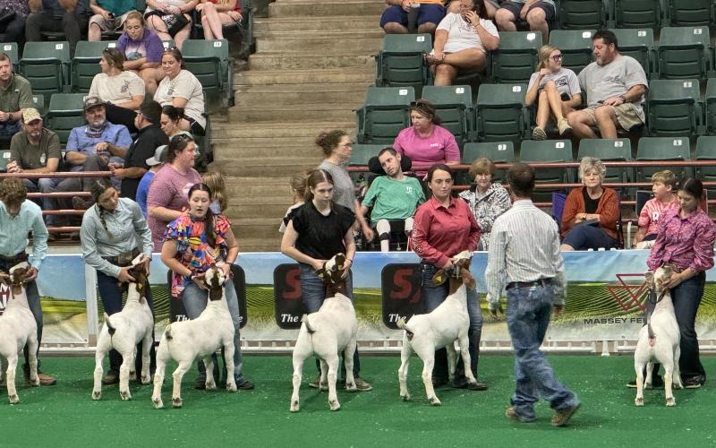 Submitted. Students from Rabun County participate in Goat and Beef Cattle shows at the Georgia National Fair. Below: Rabun County FFA member Taylor Bush brought home First in Market Class and First in Georgia Born and Bred Class at the Georgia National Fair Livestock Shows Oct. 3-6.