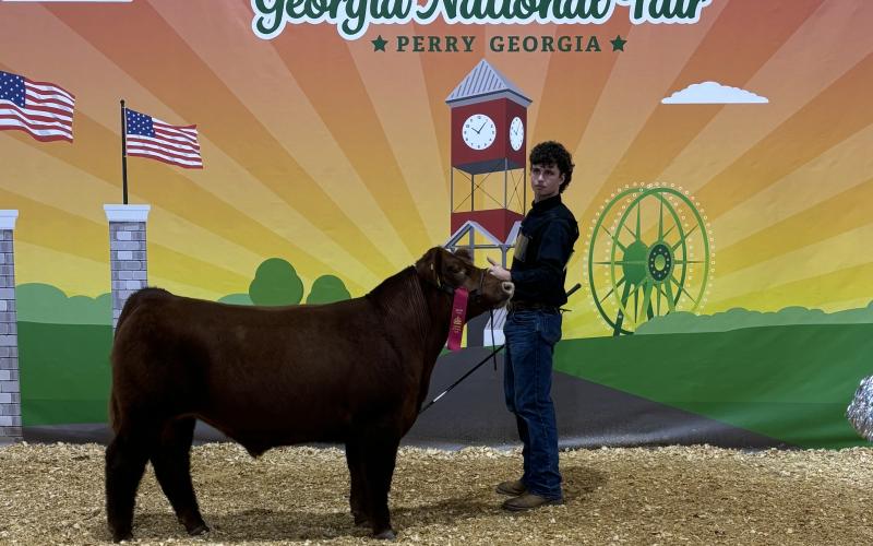 Submitted. Peyton Hicks’ Red Angus steer took the Second Place ribbon in the market class in the Beef Barn during the Georgia National Livestock Shows Oct. 3-6. Below: Rabun County FFA member Taylor Bush brought home First in Market Class and First in Georgia Born and Bred Class at the Georgia National Fair Livestock Shows Oct. 3-6.