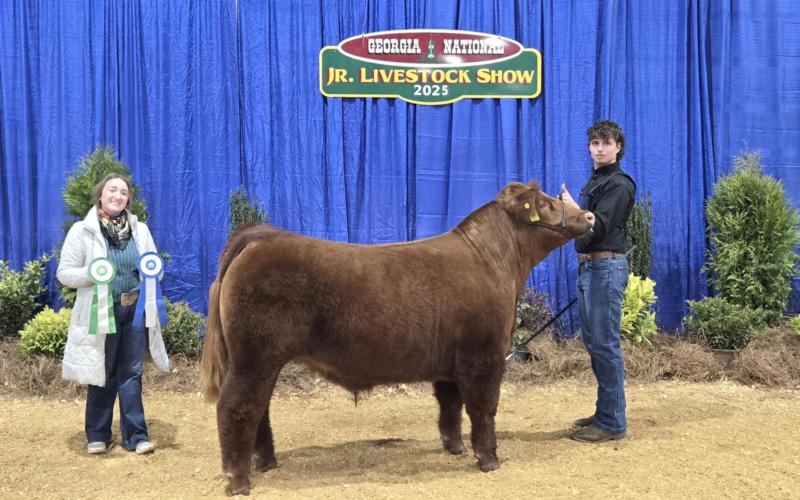 Photos courtesy Rabun County FFA. Rabun County FFA students attended the 2025 State Livestock Show. Many students earned wins.