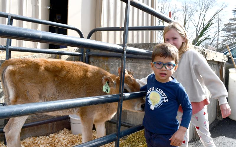 Megan Horn/The Clayton Tribune. Lucas Ortiz, 3, and Ella Darnell, 7, pet “Frosty” the dairy calf and hear a story during “On the Road Storytime with Mrs. Kim and Farm Bureau.”