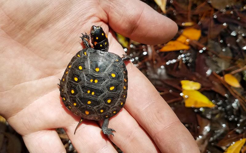 Submitted.  A view of one of the turtles from a previously unknown population uncovered by The Orianne Society.
