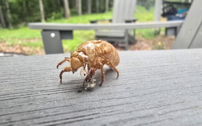 Enoch Autry/The Clayton Tribune. A shell of a cicada is left on an outdoor chair near Lake Burton in Tiger.