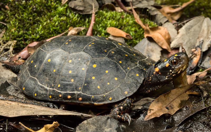 Submitted. The Orianne Society out of Tiger, Ga. has been tracking and researching Spotted Turtles extensively across the Southeast since 2014. It recently uncovered a previously unknown population of the elusive and imperiled Spotted Turtle (Clemmys guttata) in southern Georgia.