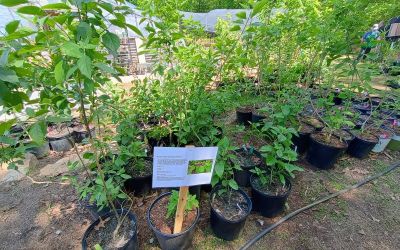 Megan Horn/The Clayton Tribune. These American beautyberry plants were featured at the Headwaters Master Gardeners recent plant sale.