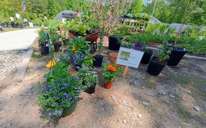 Megan Horn/The Clayton Tribune. Headwaters Master Gardeners yielded a successful Spring Plant Sale earlier this month as proceeds benefited Victory Home, a local nonprofit addiction recovery center for men, along with scholarships and community programs. The sale featured hundreds of plant varieties that thrive in different conditions including trees and shrubs; pollinator plants; succulents; bulbs; and native plants.