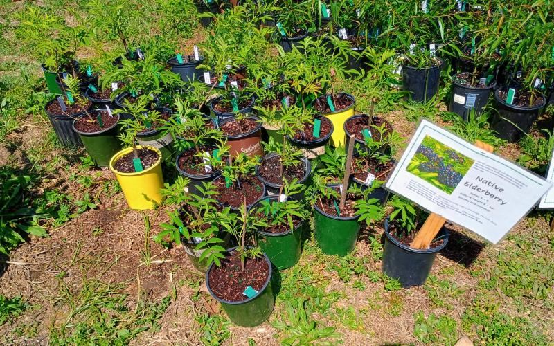 Megan Horn/The Clayton Tribune. This native elderberry was one of many plants at the Headwaters Master Gardeners Plant Sale earlier this month.