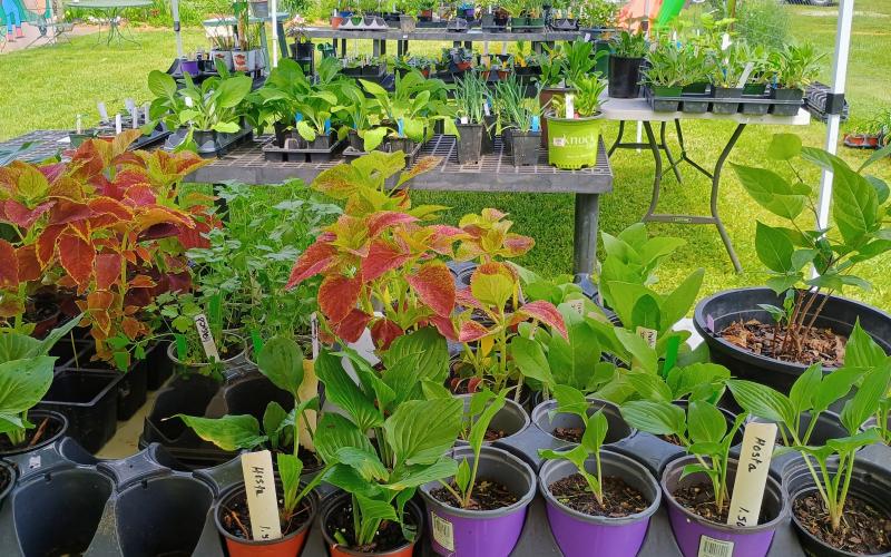 Megan Horn/The Clayton Tribune. There were a variety of plants to choose from at The Old School Garden Spring Plant Sale May 2 and 3. The event last weekend brought crowds of people.