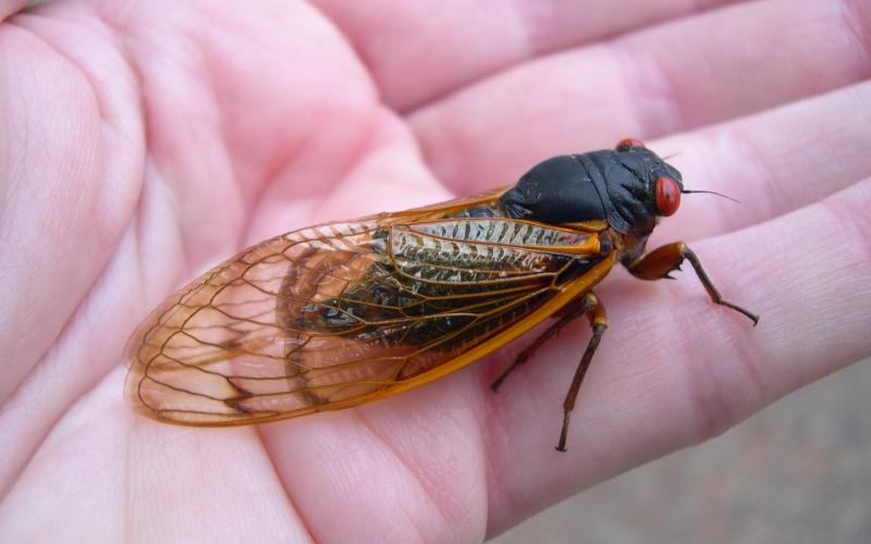 Photo submitted. The cicadas have made their appearance in certain parts of Rabun County. This year’s version of cicadas has bright red eyes.