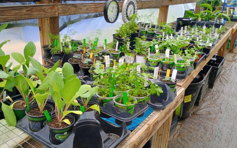 Megan Horn/The Clayton Tribune. There were a variety of plants to choose from at The Old School Garden Spring Plant Sale May 2 and 3. The event last weekend brought crowds of people.
