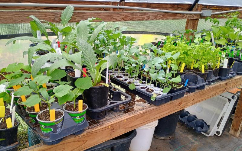 Megan Horn/The Clayton Tribune. There were a variety of plants to choose from at The Old School Garden Spring Plant Sale May 2 and 3. The event last weekend brought crowds of people.