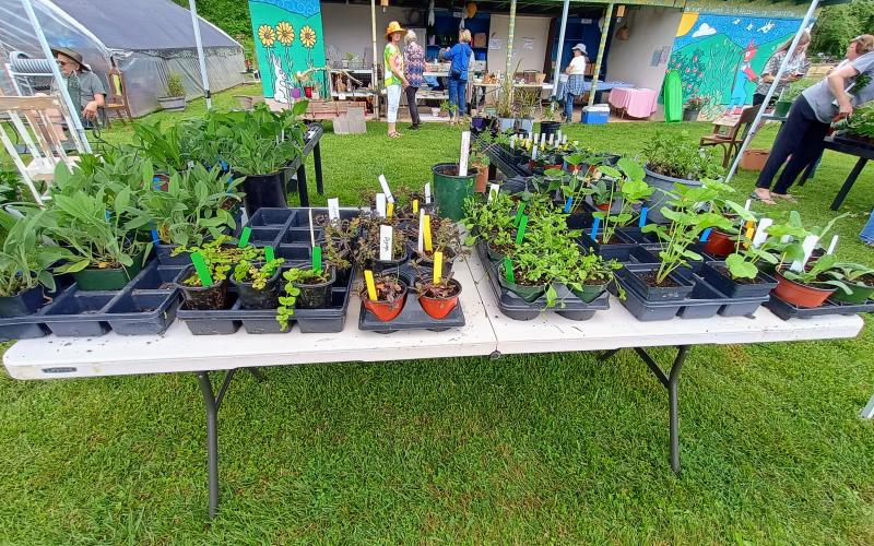 Megan Horn/The Clayton Tribune. There were a variety of plants to choose from at The Old School Garden Spring Plant Sale May 2 and 3. The event last weekend brought crowds of people.