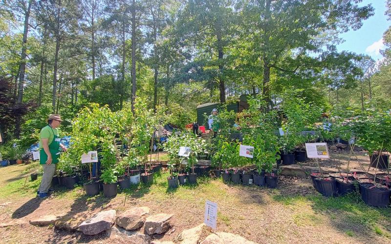 Megan Horn/The Clayton Tribune. Headwaters Master Gardeners held a record Spring Plant Sale May 7-10 where they sold $8,000 more in plants than the previous year and involved more than 70 volunteers during the four-day event.