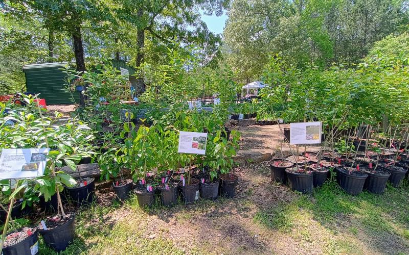 Megan Horn/The Clayton Tribune. Headwaters Master Gardeners held a record Spring Plant Sale May 7-10 where they sold $8,000 more in plants than the previous year and involved more than 70 volunteers during the four-day event.