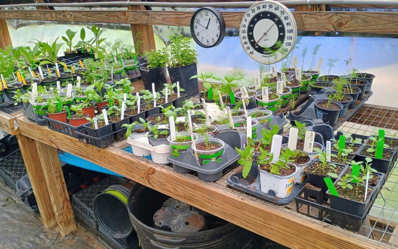Megan Horn/The Clayton Tribune. There were a variety of plants to choose from at The Old School Garden Spring Plant Sale May 2 and 3. The event last weekend brought crowds of people.