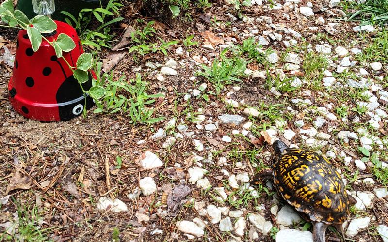 Photo courtesy Conner Horn. This tortoise, named Terry, appeared at The Horn Family home in Clayton during last weekend’s significant rainfall event.