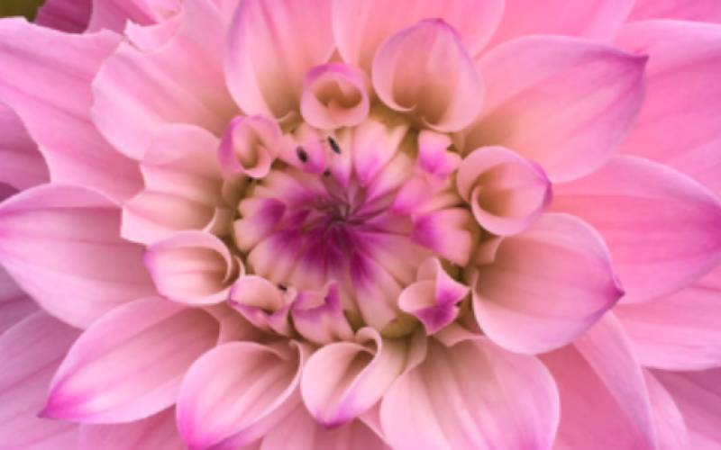 Photo from Sky Valley Garden Club website.
