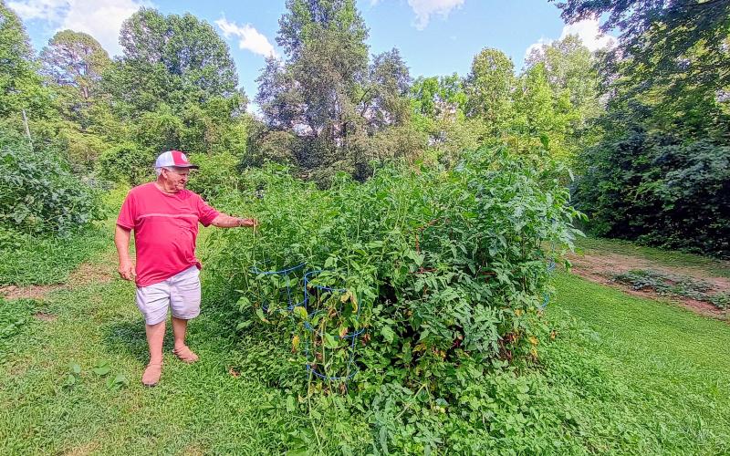 Megan Horn/The Clayton Tribune. Rabun County native Joey Davenport tends to the tomato plants growing on his property located on the east side of Clayton. He shares the garden with his daughter, Jennifer Davenport.