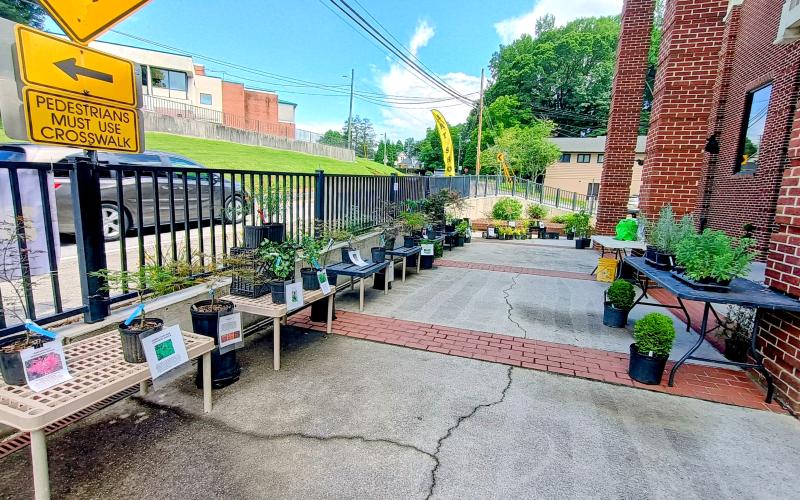 Megan Horn/The Clayton Tribune. Visitors to this year’s Painted Fern Art Festival were met with a variety of plants for sale at the annual art show held at the Rabun County Civic Center in Clayton July 12 and 13.
