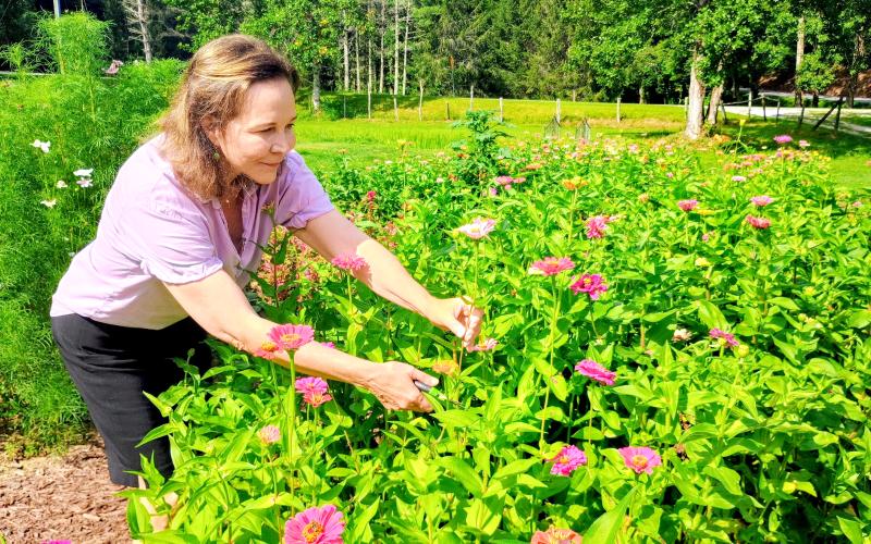 Megan Horn/The Clayton Tribune. Betty King happily cuts Zinnias at Zinnia Happiness Farms located on East Wolf Creek Road in Tiger. King is a frequent visitor to the farm, which is owned by Collin and Tommy Lines. Lines said 100 percent of proceeds goes to breast cancer research.