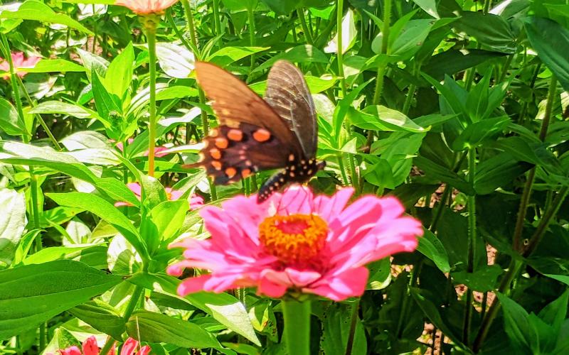 Megan Horn/The Clayton Tribune. Those who have or are currently suffering from breast cancer, or have loved ones who have been diagnosed with the disease, can find peace at Zinnia Happiness Farms located at 4430 East Wolf Creek Road, Tiger.