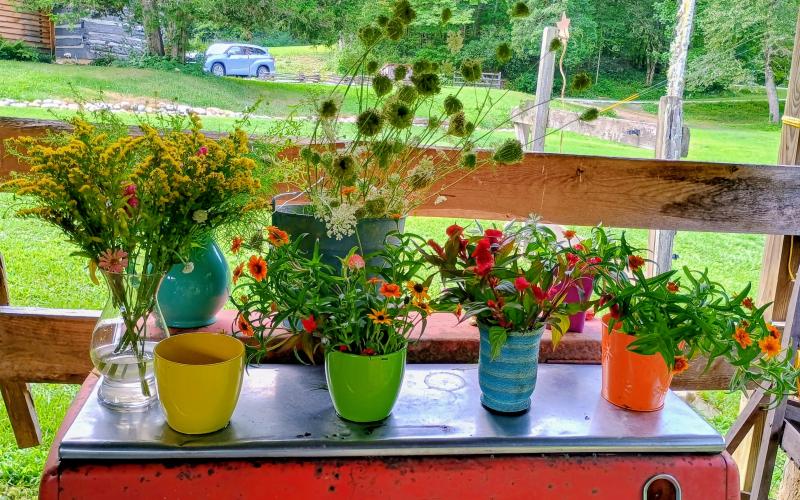 Megan Horn/The Clayton Tribune. These are some of the many arrangements that visitors to Zinnia Happiness Farms in Tiger can create. All proceeds support breast cancer research. On site, owner Collin Lines explains how customers can maximize their arrangements to keep them alive and healthy up to 5-10 days after the Zinnias are cut.