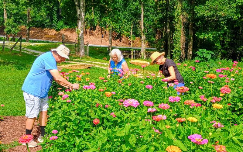 Megan Horn/The Clayton Tribune. John Stoke, left; Serrell Stoke and Cindy Wright are first-time visitors to Zinnia Happiness Farms and cut flowers to arrange and take with them. The farm is owned by Collin Lines and husband Tommy and 100 percent of proceeds go to breast cancer research.