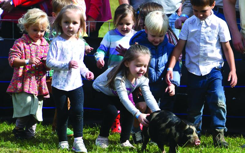 Enoch Autry/The Clayton Tribune.  Youth ages 1 to 4 years old was the first group that had an opportunity to catch a little greased pig at the Oct. 3 Foxfire Mountaineer Festival event at the Rabun County Civic Center pavilions. Many in the tykes would try, but it would be Liam Griffin (blue jacket) who would be the winner.